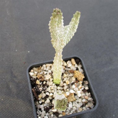 Pseudolithos dodsonianus