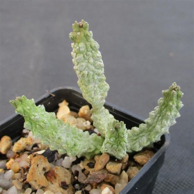 Pseudolithos dodsonianus