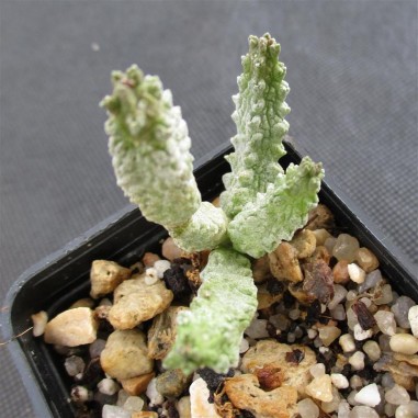 Pseudolithos dodsonianus