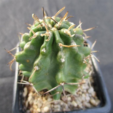 Echinocereus fendleri kuenzleri