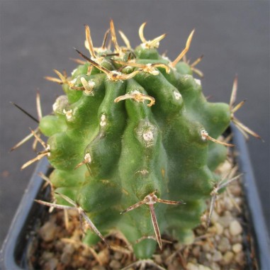 Echinocereus fendleri kuenzleri