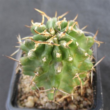 Echinocereus fendleri kuenzleri