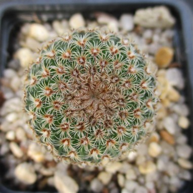 Mammillaria huitzilopochtli