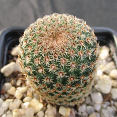 Mammillaria huitzilopochtli