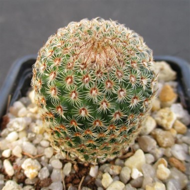 Mammillaria huitzilopochtli