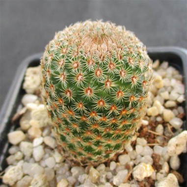 Mammillaria huitzilopochtli