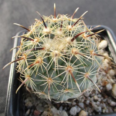 Coryphantha kracikii