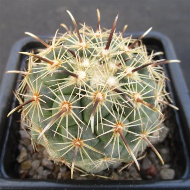 Coryphantha kracikii