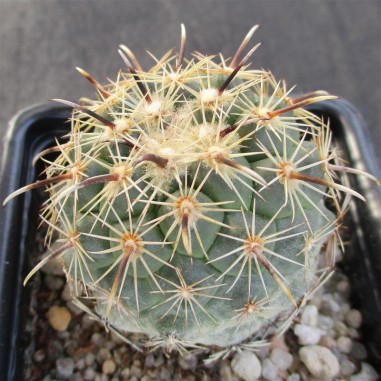 Coryphantha kracikii