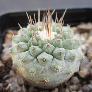 Strombocactus disciformis