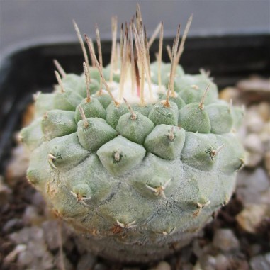 Strombocactus disciformis