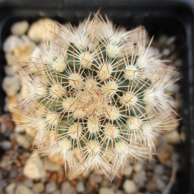 Echinocereus reichenbachii var....