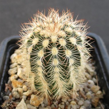 Echinocereus reichenbachii var....