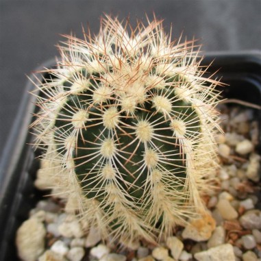 Echinocereus reichenbachii var....