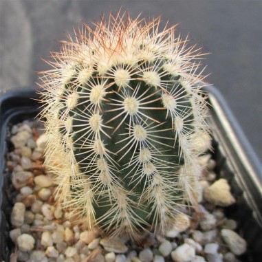 Echinocereus reichenbachii var....