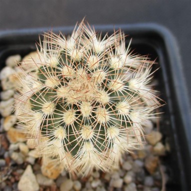 Echinocereus reichenbachii var....