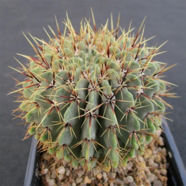 Notocactus buiningii