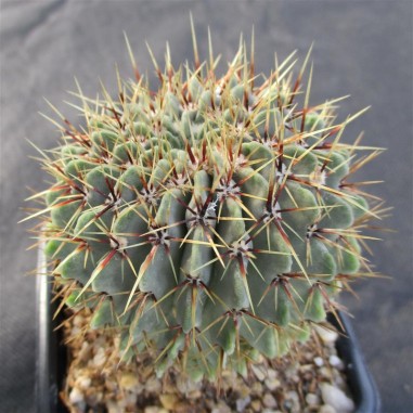 Notocactus buiningii