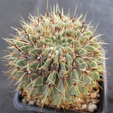 Notocactus buiningii