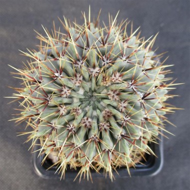 Notocactus buiningii