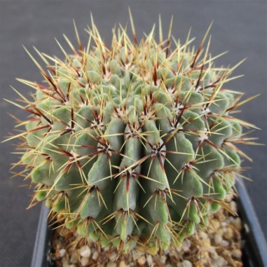 Notocactus buiningii