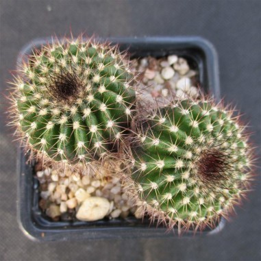 Uebelmannia pectinifera