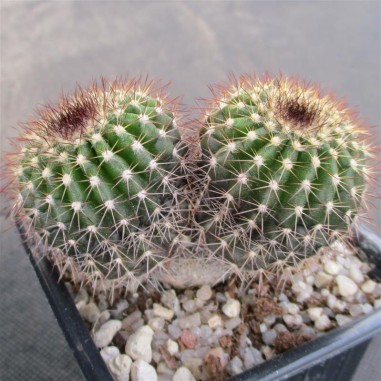 Uebelmannia pectinifera