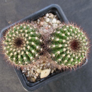 Uebelmannia pectinifera