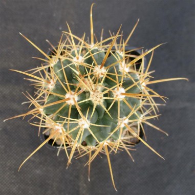 Leuchtenbergia fordi x ferocactus fordii