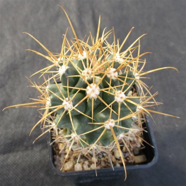 Leuchtenbergia fordi x ferocactus fordii