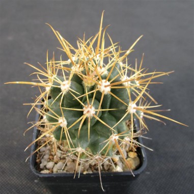 Leuchtenbergia fordi x ferocactus fordii