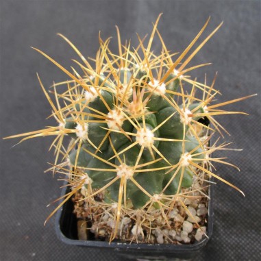 Leuchtenbergia fordi x ferocactus fordii