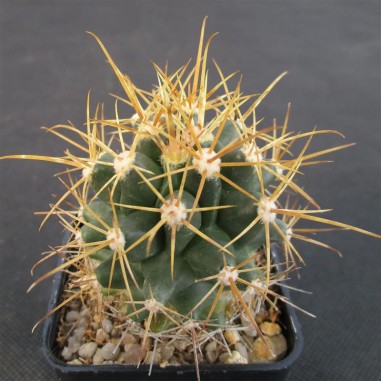 Leuchtenbergia fordi x ferocactus fordii