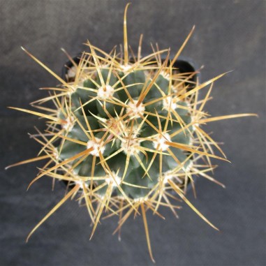 Leuchtenbergia fordi x ferocactus fordii