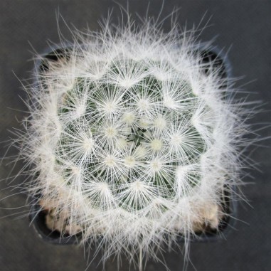 Mammillaria glassii var ascensionis