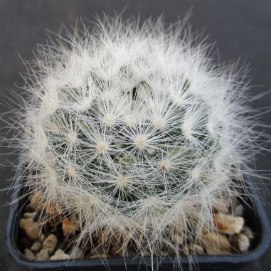 Mammillaria glassii var ascensionis