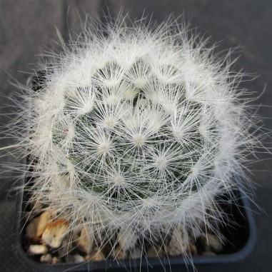 Mammillaria glassii var ascensionis