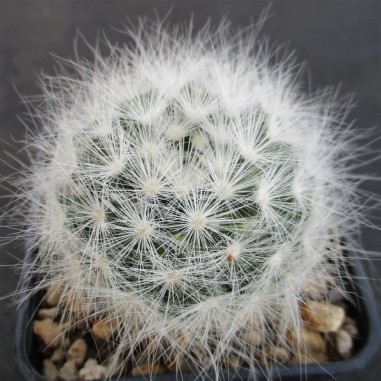 Mammillaria glassii var ascensionis