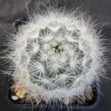 Mammillaria glassii var ascensionis