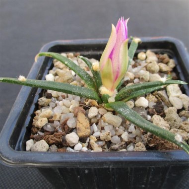 Ariocarpus agavoides