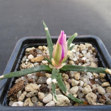 Ariocarpus agavoides