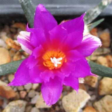 Ariocarpus agavoides