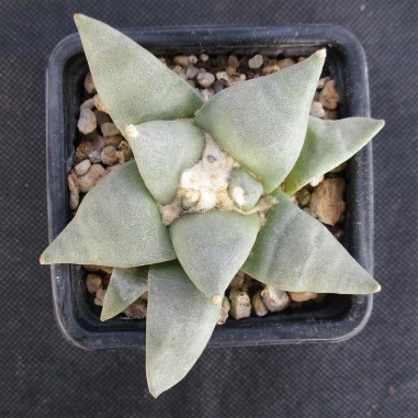 Ariocarpus retusus furfuraceus