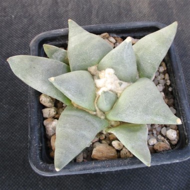 Ariocarpus retusus furfuraceus