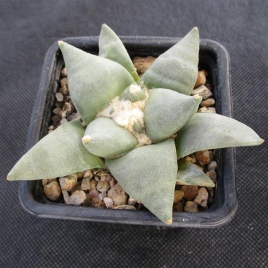 Ariocarpus retusus furfuraceus