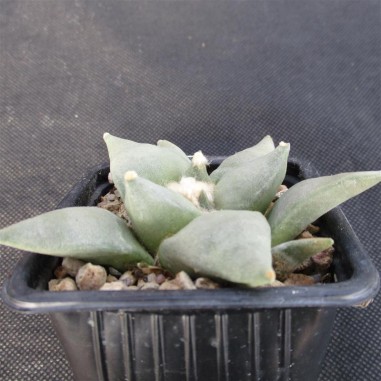 Ariocarpus retusus furfuraceus