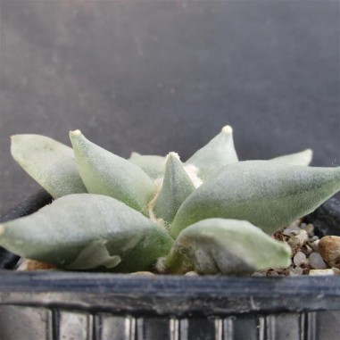 Ariocarpus retusus furfuraceus