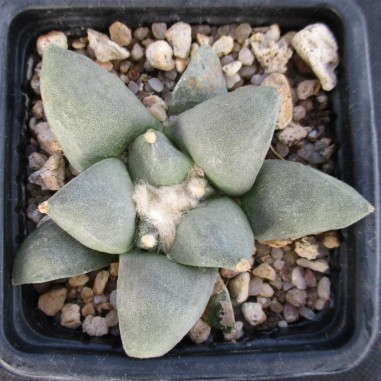 Ariocarpus retusus furfuraceus