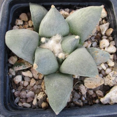 Ariocarpus retusus furfuraceus