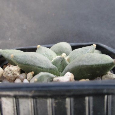 Ariocarpus retusus furfuraceus